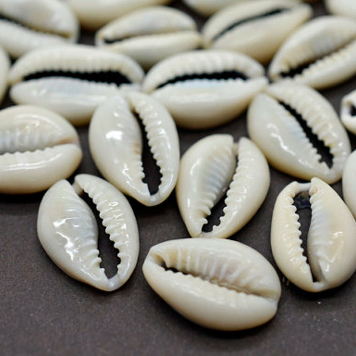 50pcs Small Cut Sea Shell Cowrie Cowry Beach Jewelry Diy Finding 1.6-2.2cm Hi