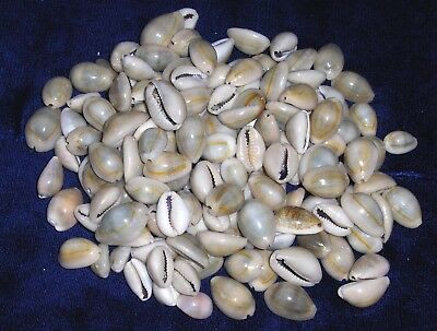 1/2 Pound Of Cypraea Annulus Cowrie Sea Shells Beach Decor Craft Tropical